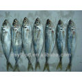 Frozen Horse Mackerel Fish